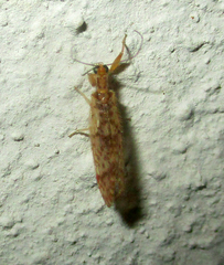Mucroberotha vesicaria