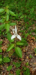 Codonorchis lessonii