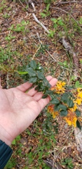 Berberis darwinii