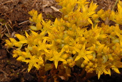 Sedum lanceolatum lanceolatum