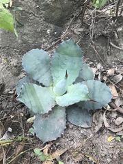 Agave inaequidens