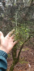 Colletia hystrix