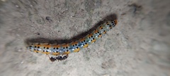 Margaroniini