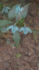 Ecbolium ligustrinum