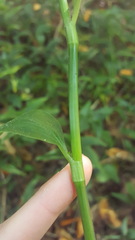 Tradescantia fluminensis