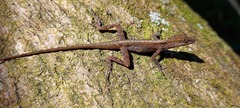 Anolis gaigei