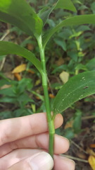 Tradescantia fluminensis