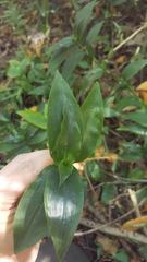 Tradescantia fluminensis