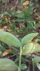 Tradescantia fluminensis