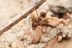 Aphaenogaster longiceps