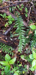 Cystopteris fragilis