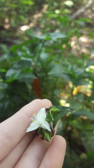 Tradescantia fluminensis