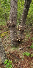 Cyttaria hariotii
