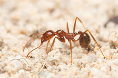 Aphaenogaster longiceps