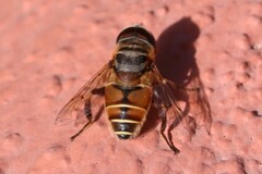 Syrphidae