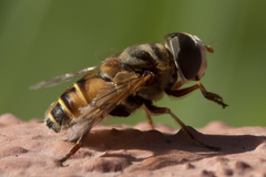 Syrphidae