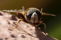 Syrphidae