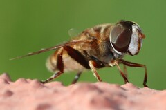 Syrphidae