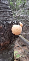 Cyttaria hariotii