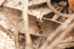 Aphaenogaster longiceps
