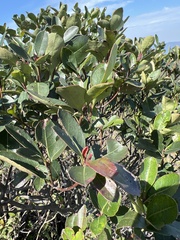 Ficus variolosa