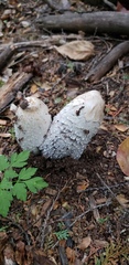 Coprinus comatus