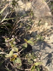 Ageratum conyzoides