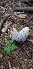 Coprinus comatus