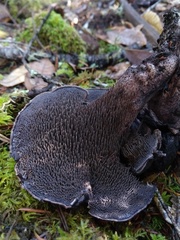 Hydnellum fuscoindicum