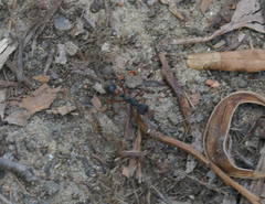 Myrmecia esuriens