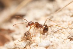 Aphaenogaster longiceps