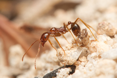 Aphaenogaster longiceps