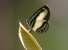 Psychonotis caelius