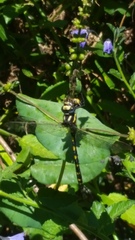 Cordulegaster dorsalis