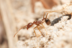 Aphaenogaster longiceps