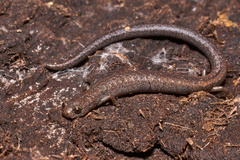 Batrachoseps nigriventris