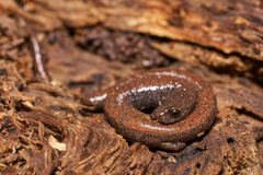 Batrachoseps nigriventris