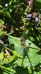 Cordulegaster dorsalis