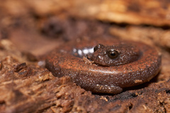 Batrachoseps nigriventris