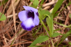 Torenia