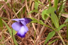 Torenia