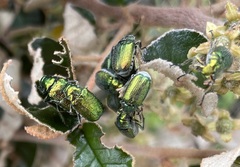 Diphucephala colaspidoides