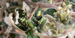Diphucephala colaspidoides