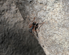 Myrmecia esuriens