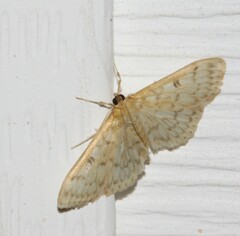 Herpetogramma aeglealis