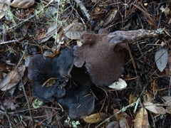 Hydnellum fuscoindicum