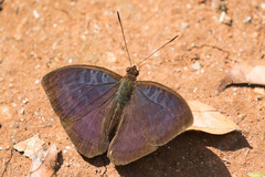 Euriphene