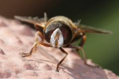 Syrphidae