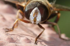 Syrphidae