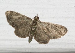 Pasiphila rectangulata